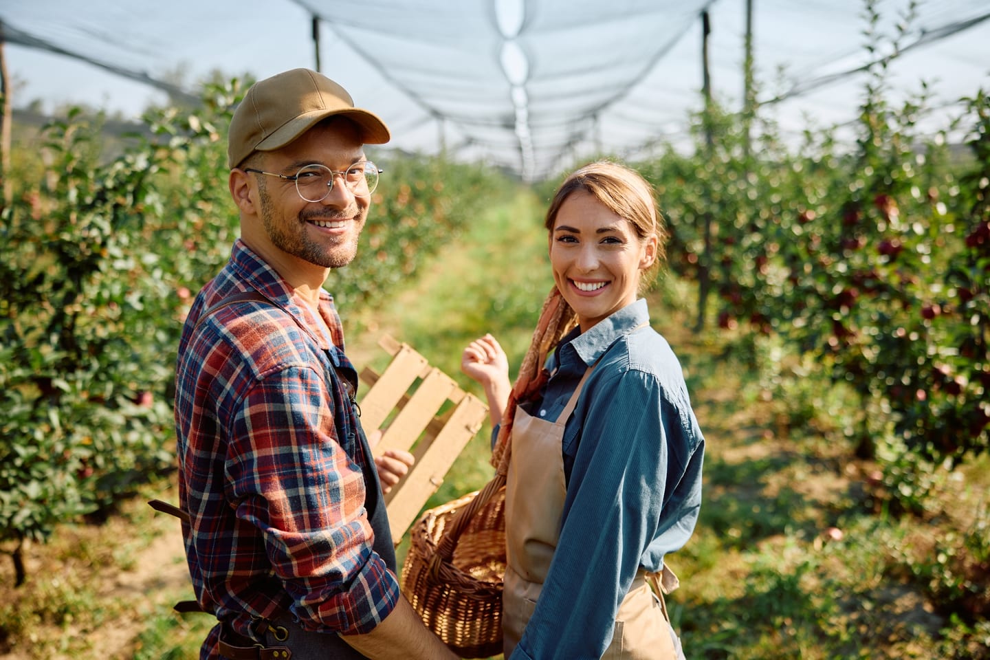Seasonal workers in an orchard during the harvest